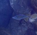 Scrawled Filefish - a first time for me: Loved the iridescent blue spots on it.